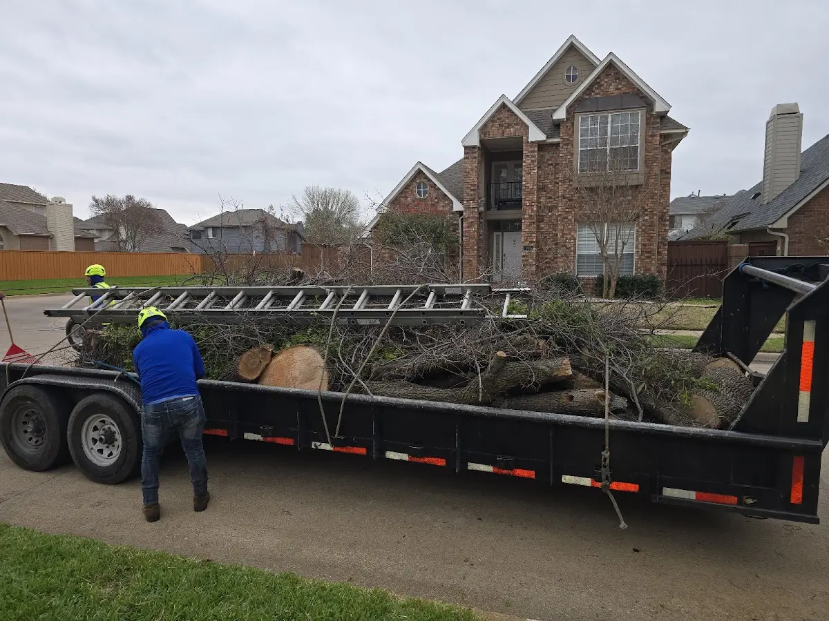 Expert Tree Fertilization with proper safety equipment in Versailles